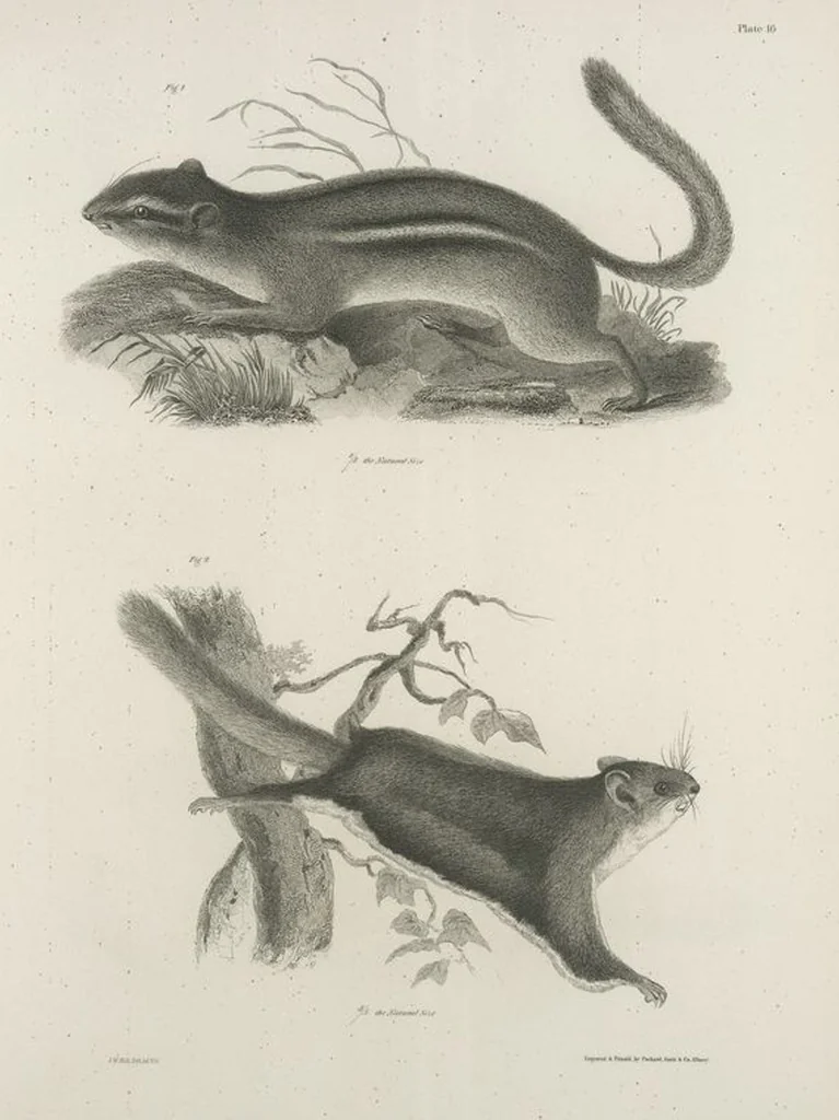 An illustration from Zoology of New York; or, The New York fauna [Series: Natural history of New York], 1842, leaf 17