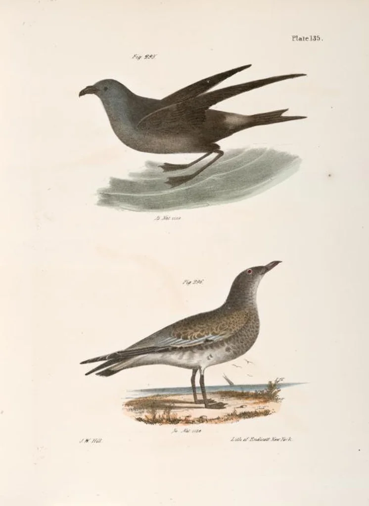 An illustration from Zoology of New York; or, The New York fauna [Series: Natural history of New York], 1842, leaf 170