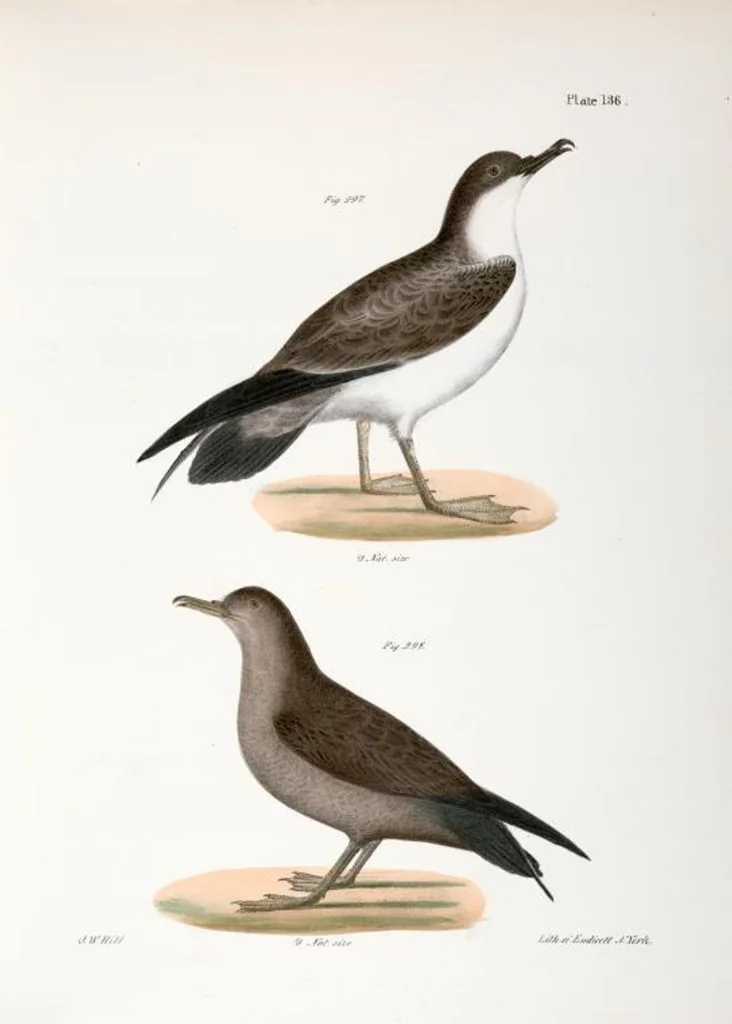An illustration from Zoology of New York; or, The New York fauna [Series: Natural history of New York], 1842, leaf 171