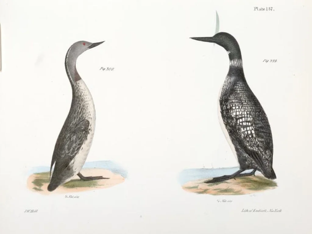 An illustration from Zoology of New York; or, The New York fauna [Series: Natural history of New York], 1842, leaf 172