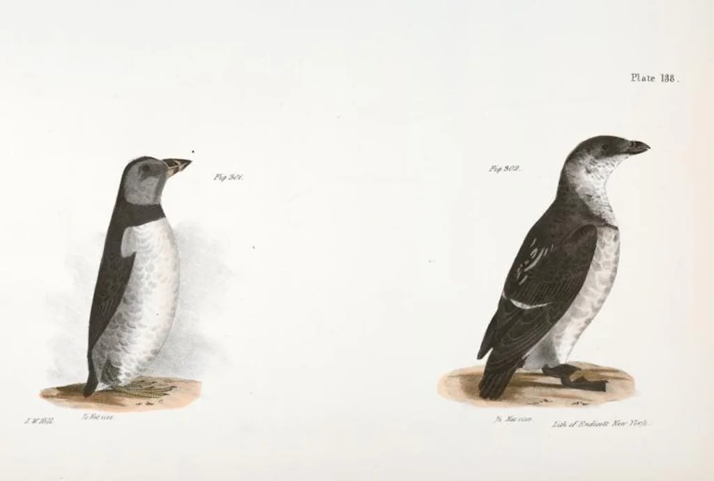 An illustration from Zoology of New York; or, The New York fauna [Series: Natural history of New York], 1842, leaf 173