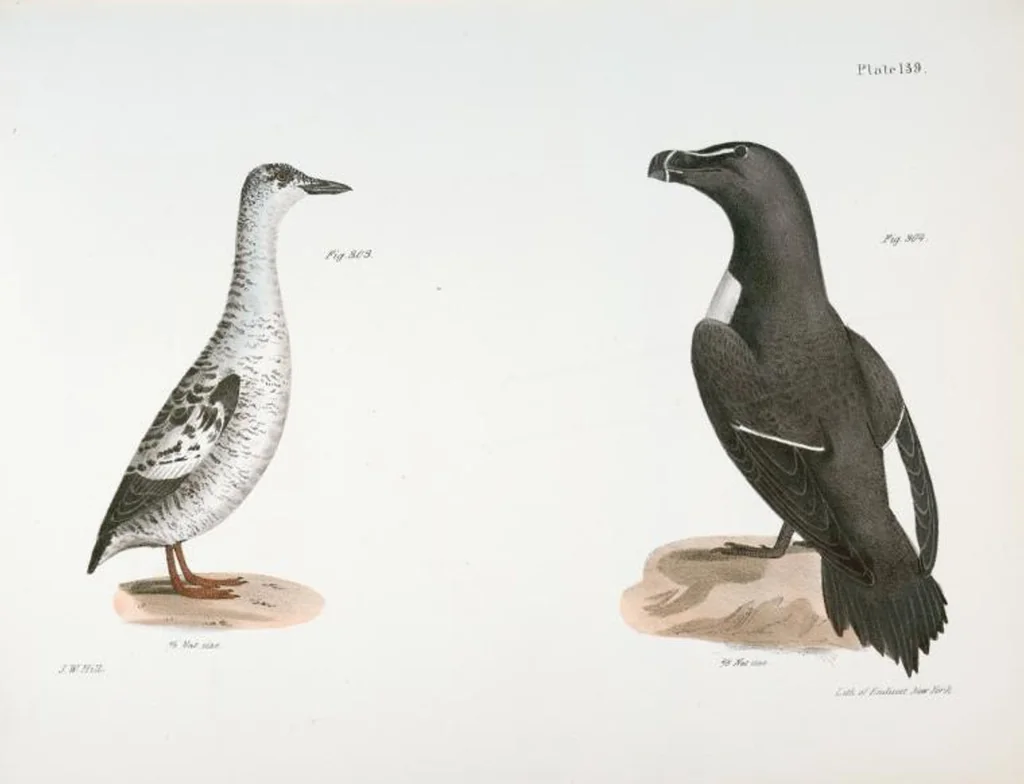 An illustration from Zoology of New York; or, The New York fauna [Series: Natural history of New York], 1842, leaf 174