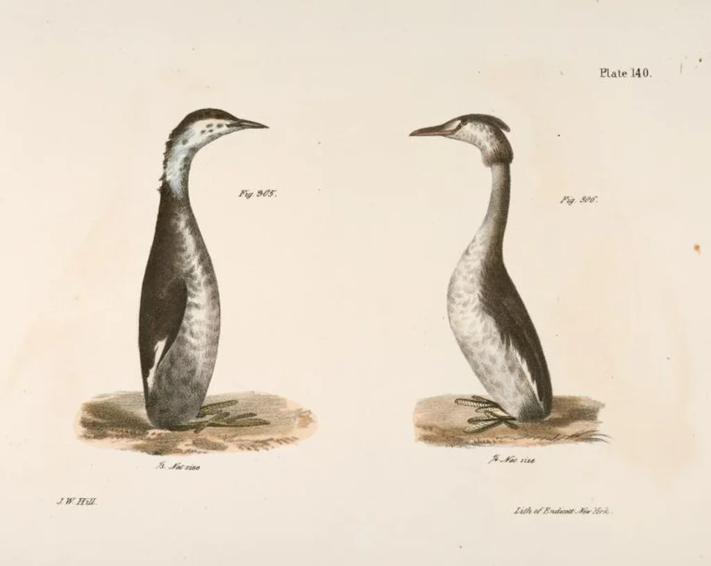 An illustration from Zoology of New York; or, The New York fauna [Series: Natural history of New York], 1842, leaf 175