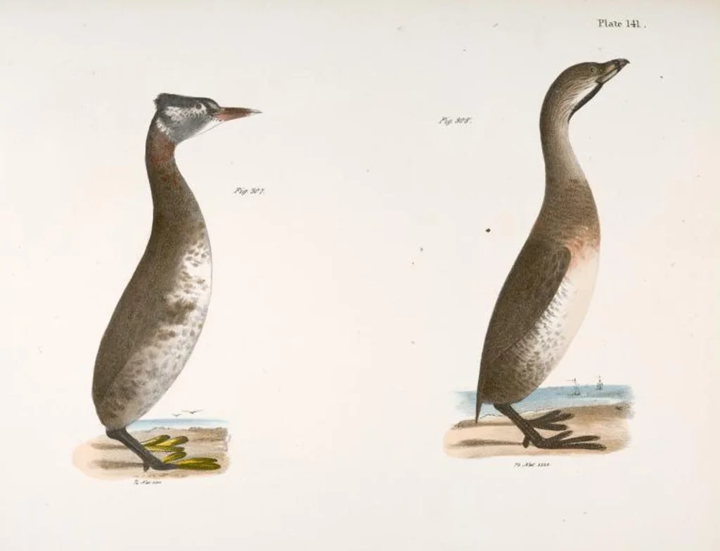 An illustration from Zoology of New York; or, The New York fauna [Series: Natural history of New York], 1842, leaf 176