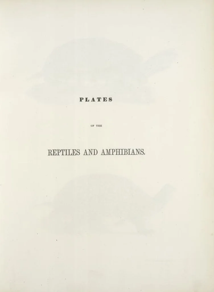An illustration from Zoology of New York; or, The New York fauna [Series: Natural history of New York], 1842, leaf 177