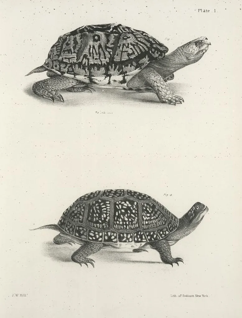 An illustration from Zoology of New York; or, The New York fauna [Series: Natural history of New York], 1842, leaf 178