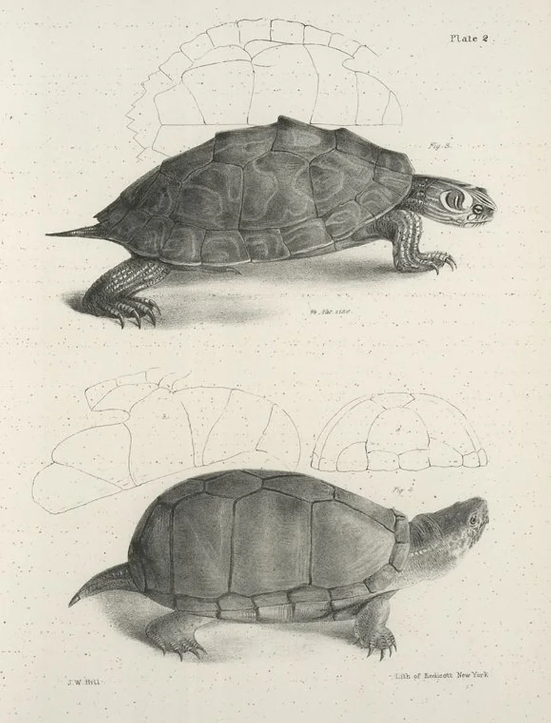 An illustration from Zoology of New York; or, The New York fauna [Series: Natural history of New York], 1842, leaf 179