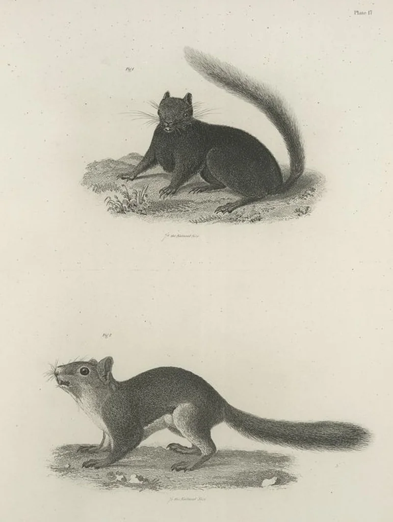 An illustration from Zoology of New York; or, The New York fauna [Series: Natural history of New York], 1842, leaf 18