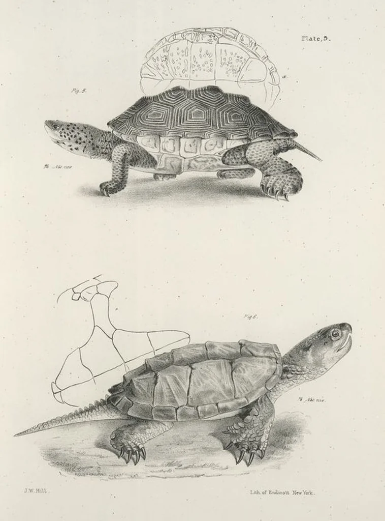 An illustration from Zoology of New York; or, The New York fauna [Series: Natural history of New York], 1842, leaf 180