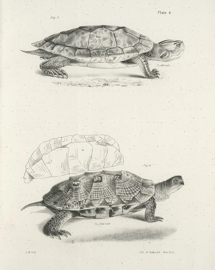 An illustration from Zoology of New York; or, The New York fauna [Series: Natural history of New York], 1842, leaf 181