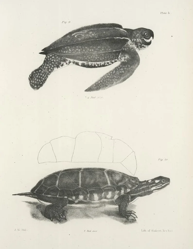 An illustration from Zoology of New York; or, The New York fauna [Series: Natural history of New York], 1842, leaf 182
