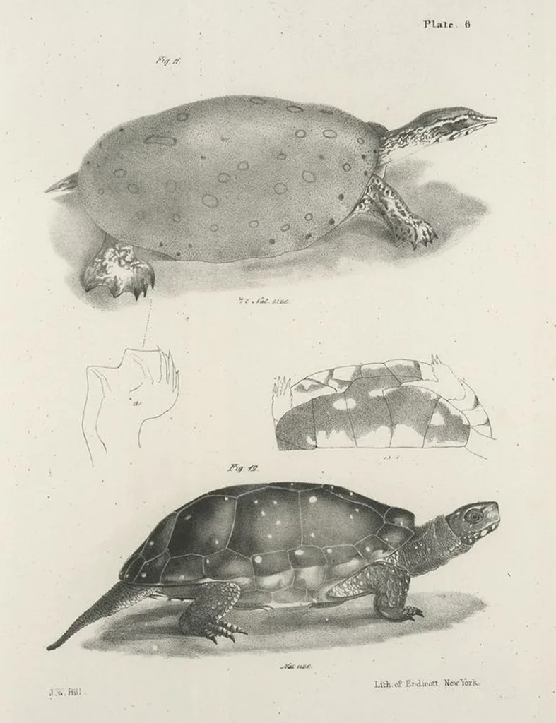 An illustration from Zoology of New York; or, The New York fauna [Series: Natural history of New York], 1842, leaf 183
