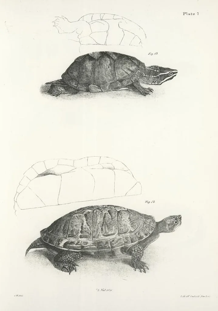 An illustration from Zoology of New York; or, The New York fauna [Series: Natural history of New York], 1842, leaf 184