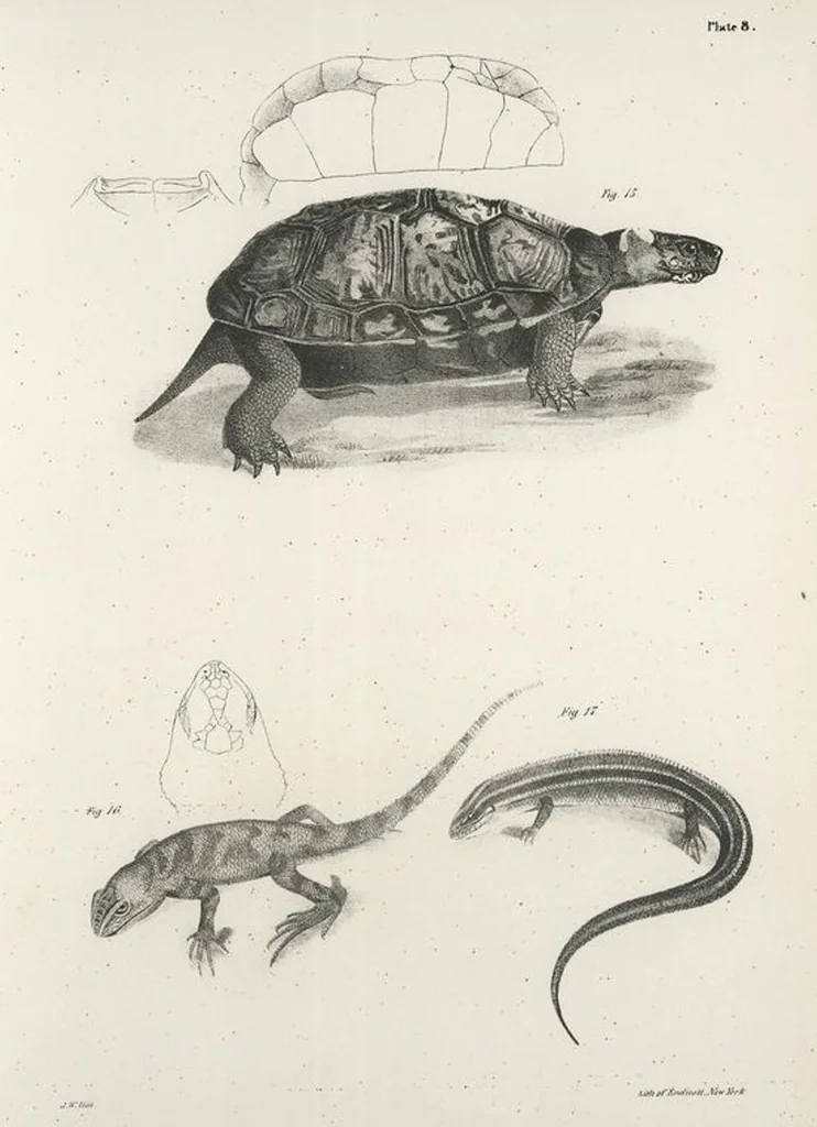 An illustration from Zoology of New York; or, The New York fauna [Series: Natural history of New York], 1842, leaf 185