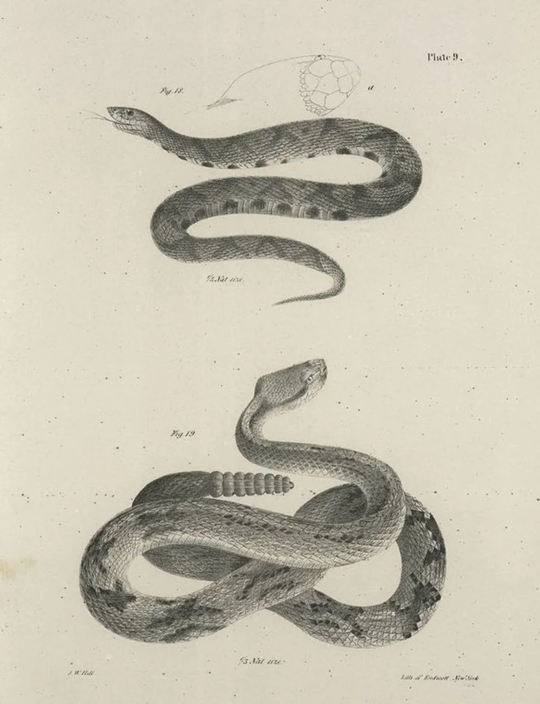 An illustration from Zoology of New York; or, The New York fauna [Series: Natural history of New York], 1842, leaf 186