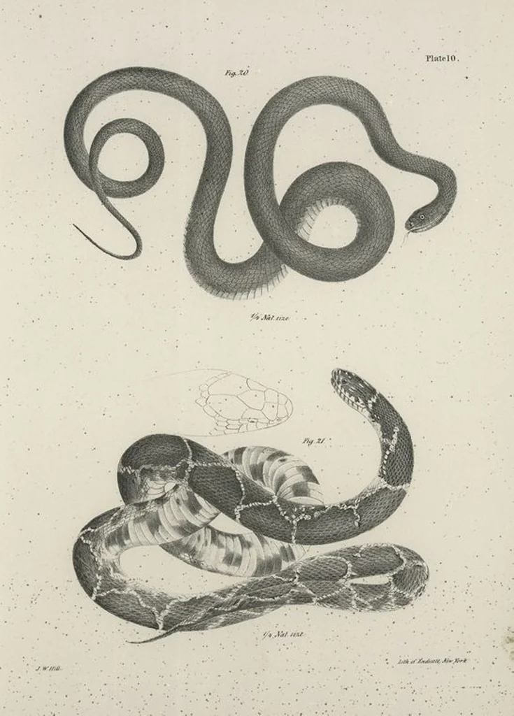 An illustration from Zoology of New York; or, The New York fauna [Series: Natural history of New York], 1842, leaf 187