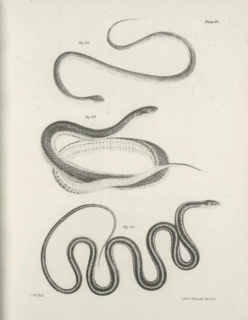 An illustration from Zoology of New York; or, The New York fauna [Series: Natural history of New York], 1842, leaf 188