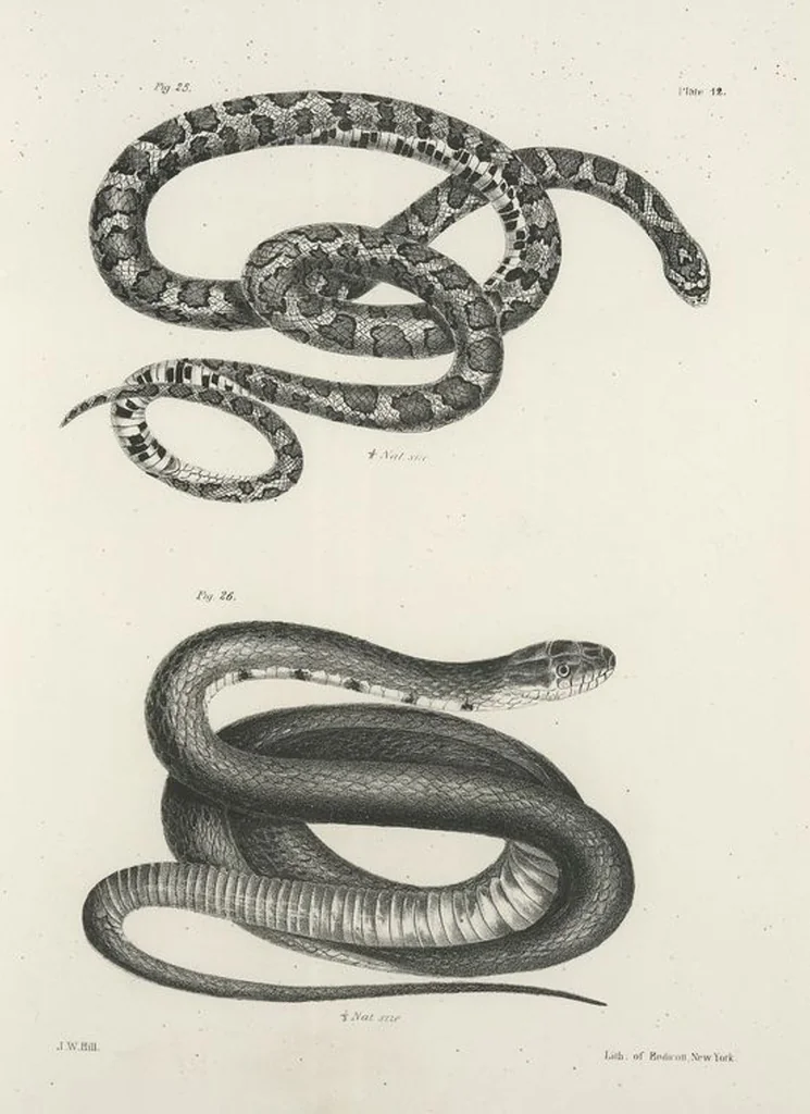 An illustration from Zoology of New York; or, The New York fauna [Series: Natural history of New York], 1842, leaf 189