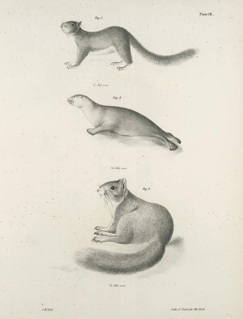 An illustration from Zoology of New York; or, The New York fauna [Series: Natural history of New York], 1842, leaf 19