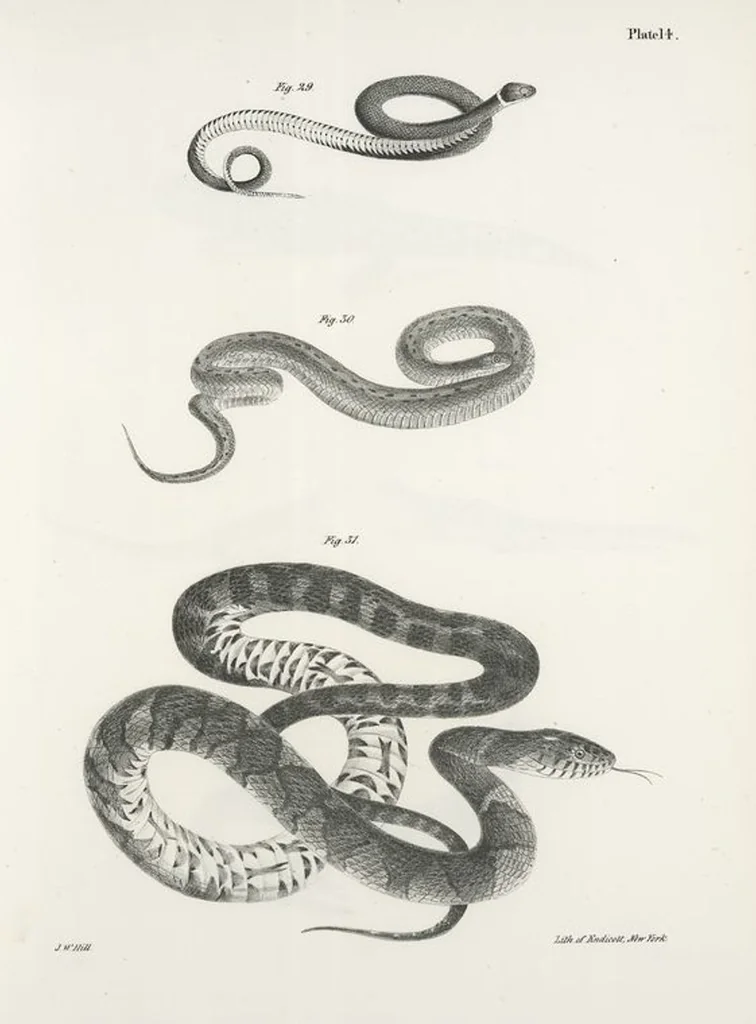 An illustration from Zoology of New York; or, The New York fauna [Series: Natural history of New York], 1842, leaf 191