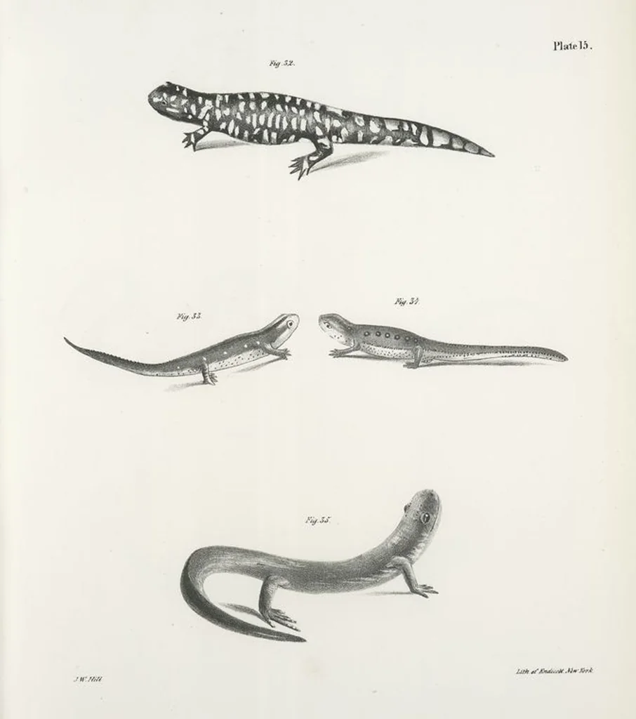 An illustration from Zoology of New York; or, The New York fauna [Series: Natural history of New York], 1842, leaf 192
