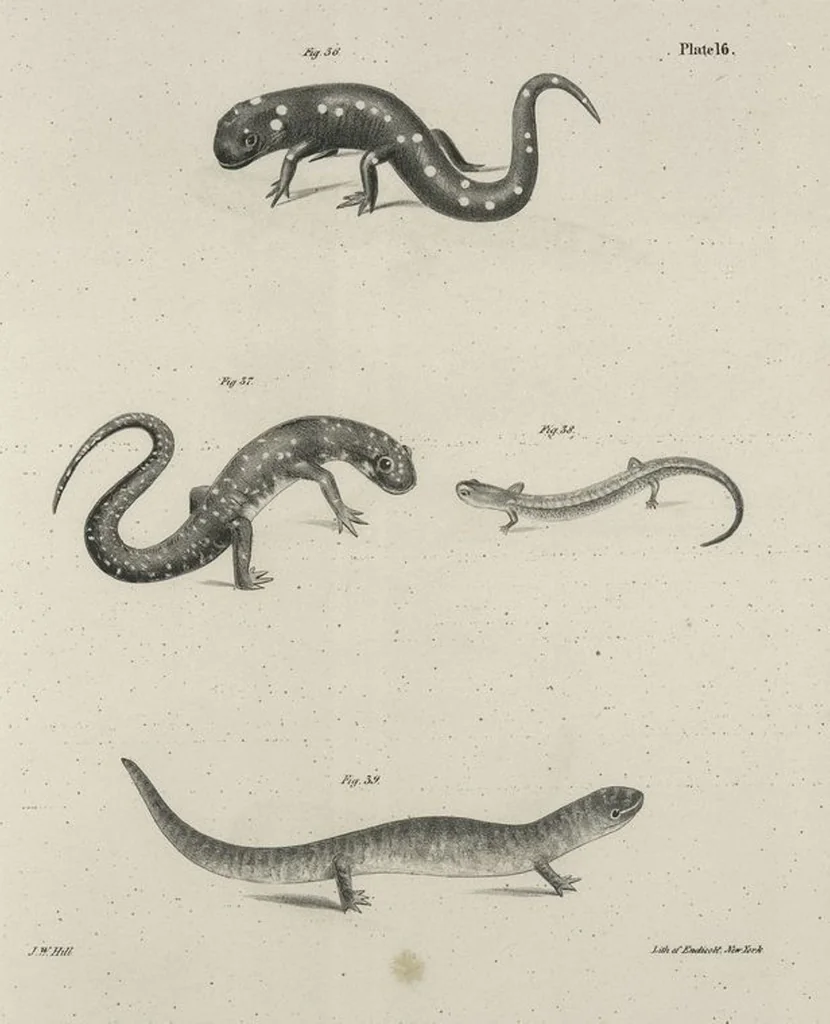 An illustration from Zoology of New York; or, The New York fauna [Series: Natural history of New York], 1842, leaf 193