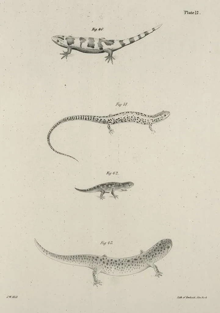 An illustration from Zoology of New York; or, The New York fauna [Series: Natural history of New York], 1842, leaf 194