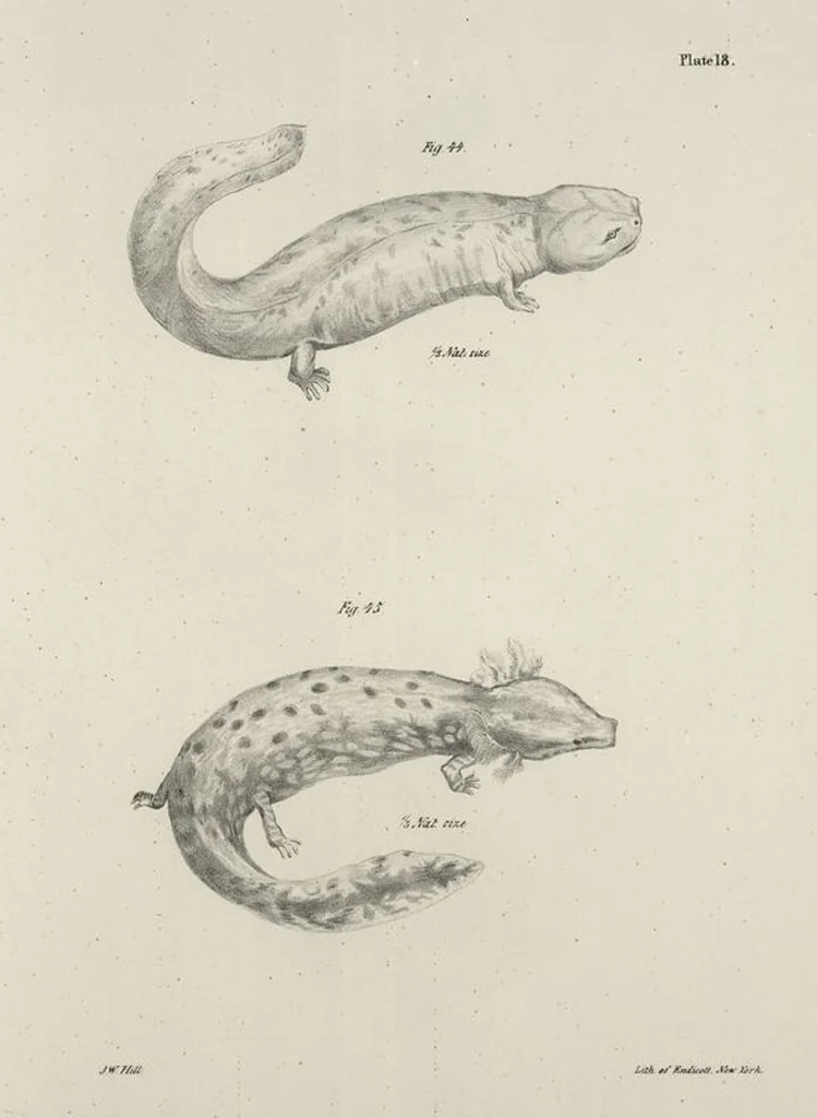 An illustration from Zoology of New York; or, The New York fauna [Series: Natural history of New York], 1842, leaf 195