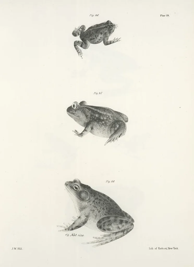 An illustration from Zoology of New York; or, The New York fauna [Series: Natural history of New York], 1842, leaf 196