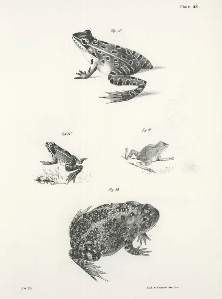 An illustration from Zoology of New York; or, The New York fauna [Series: Natural history of New York], 1842, leaf 197