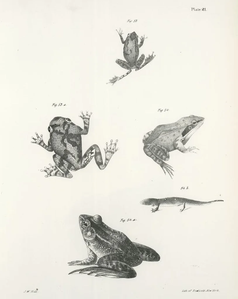 An illustration from Zoology of New York; or, The New York fauna [Series: Natural history of New York], 1842, leaf 198
