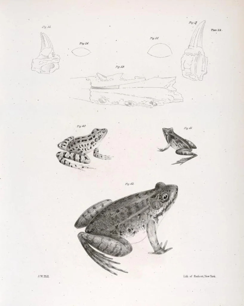 An illustration from Zoology of New York; or, The New York fauna [Series: Natural history of New York], 1842, leaf 199