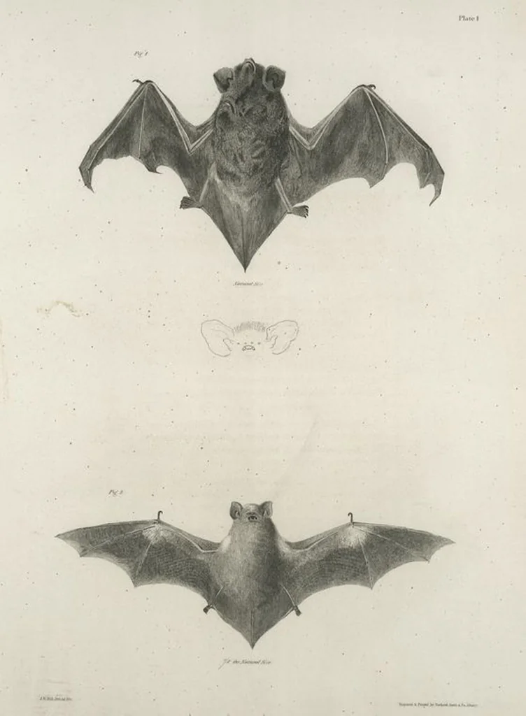 An illustration from Zoology of New York; or, The New York fauna [Series: Natural history of New York], 1842, leaf 2