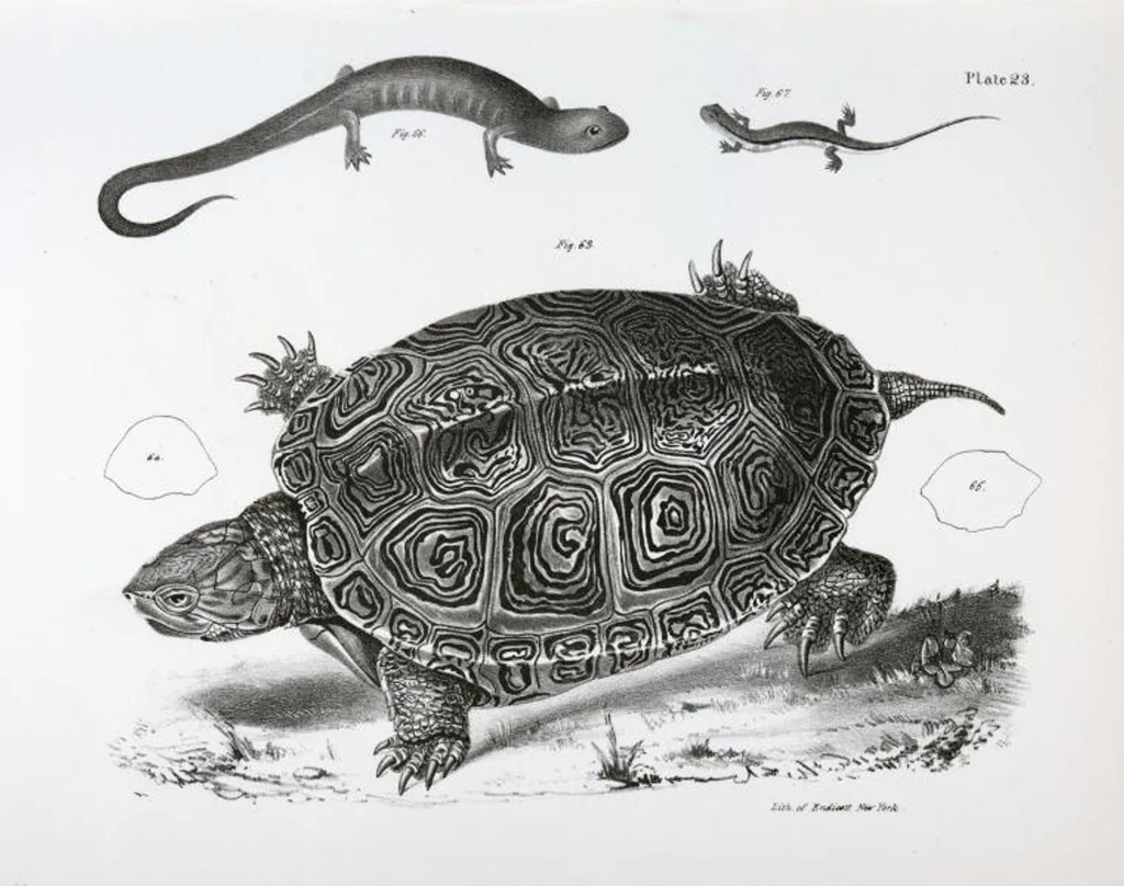An illustration from Zoology of New York; or, The New York fauna [Series: Natural history of New York], 1842, leaf 200