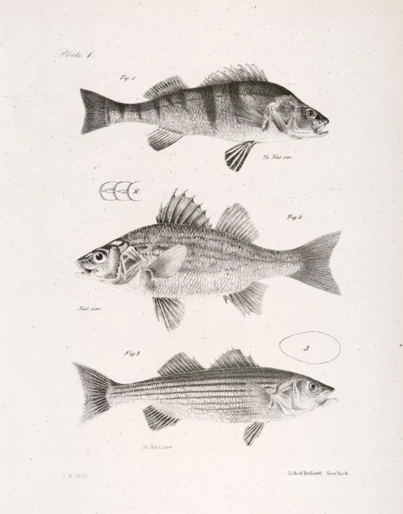 An illustration from Zoology of New York; or, The New York fauna [Series: Natural history of New York], 1842, leaf 202
