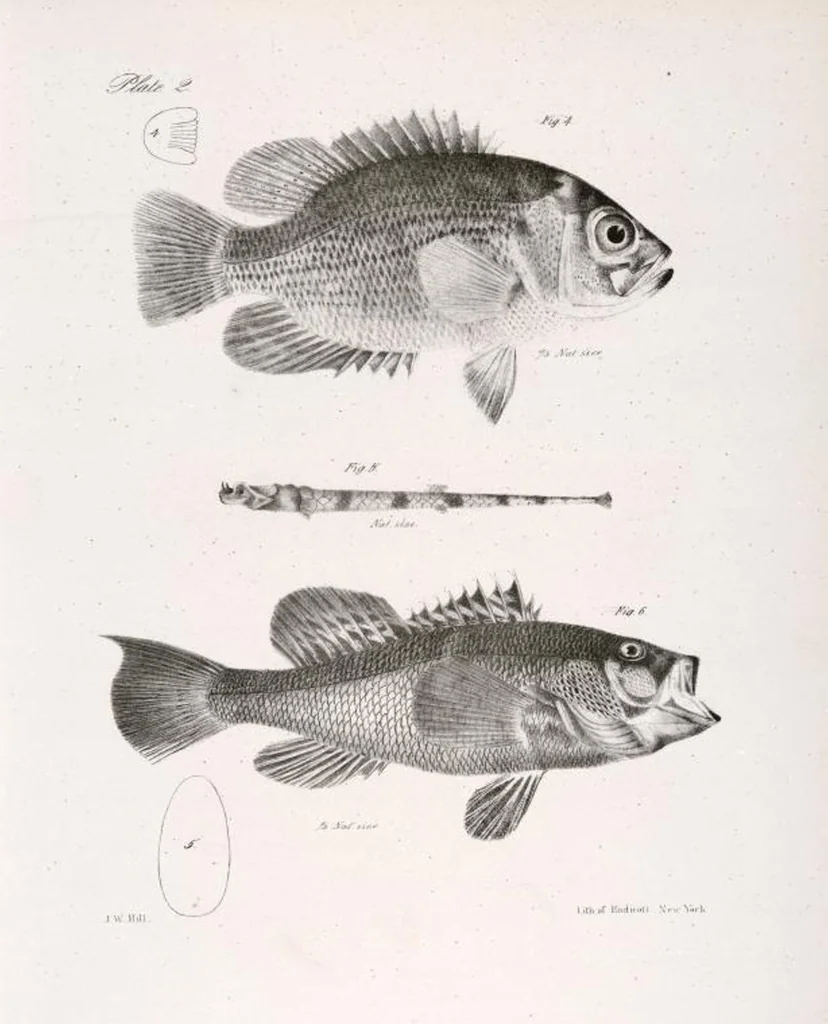 An illustration from Zoology of New York; or, The New York fauna [Series: Natural history of New York], 1842, leaf 203