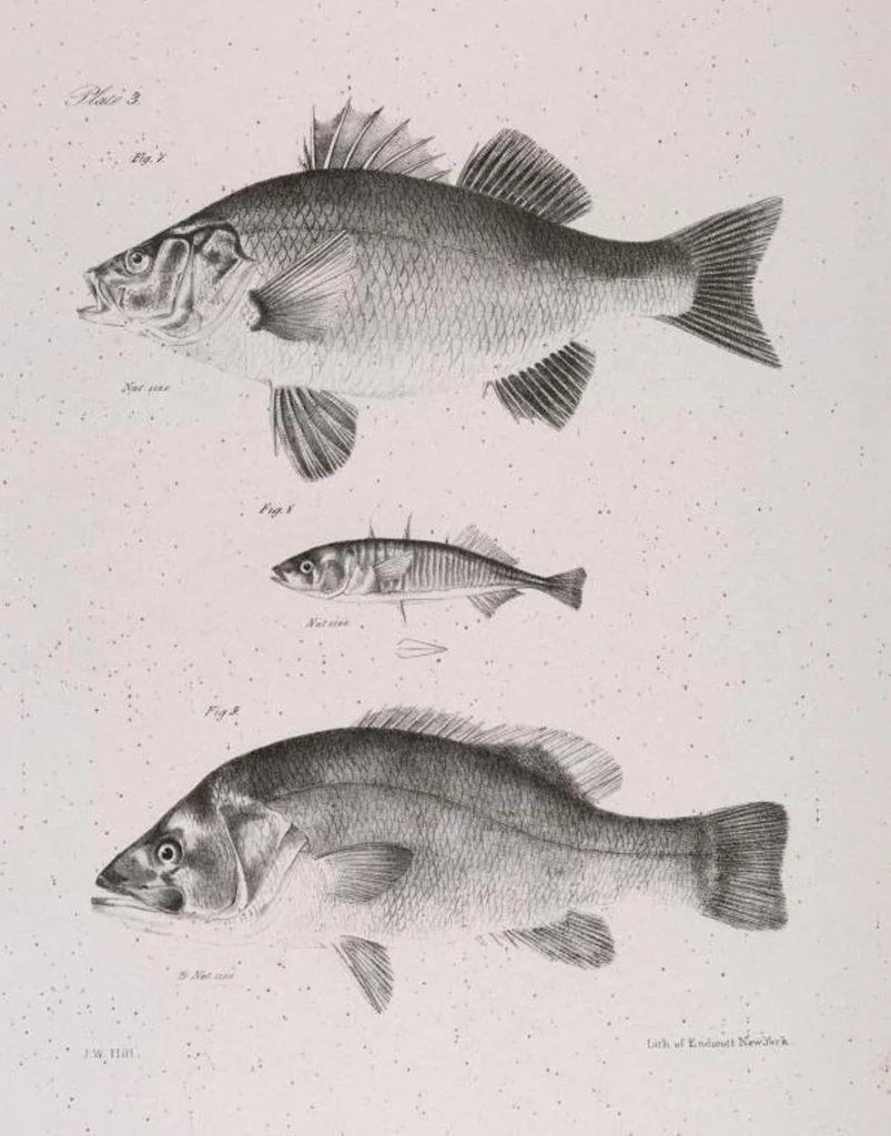 An illustration from Zoology of New York; or, The New York fauna [Series: Natural history of New York], 1842, leaf 204