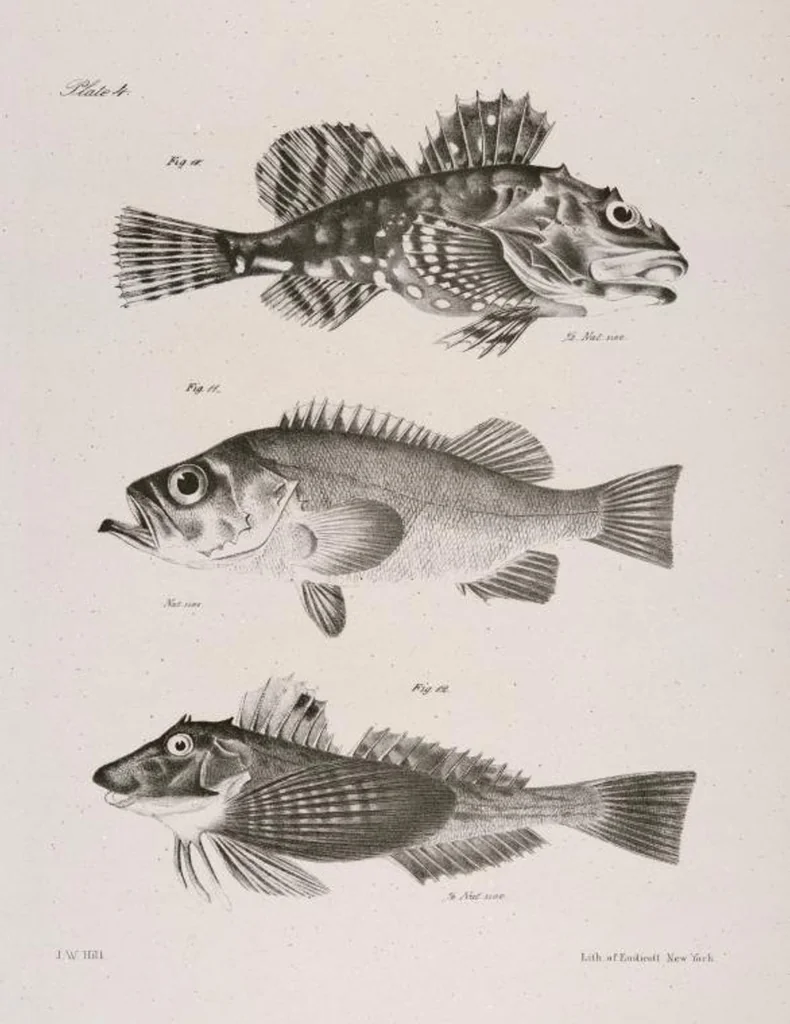 An illustration from Zoology of New York; or, The New York fauna [Series: Natural history of New York], 1842, leaf 205