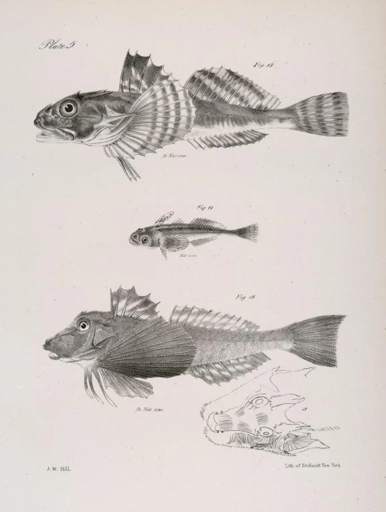 An illustration from Zoology of New York; or, The New York fauna [Series: Natural history of New York], 1842, leaf 206