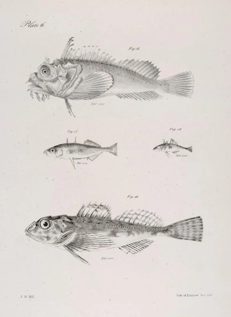 An illustration from Zoology of New York; or, The New York fauna [Series: Natural history of New York], 1842, leaf 207
