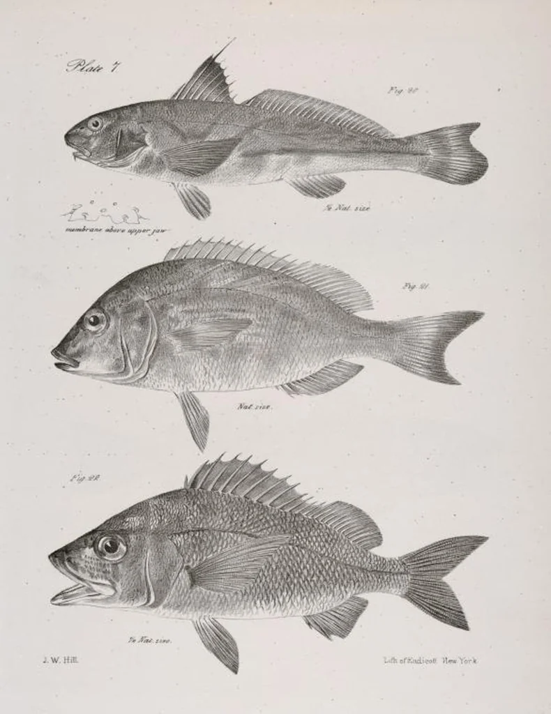 An illustration from Zoology of New York; or, The New York fauna [Series: Natural history of New York], 1842, leaf 208