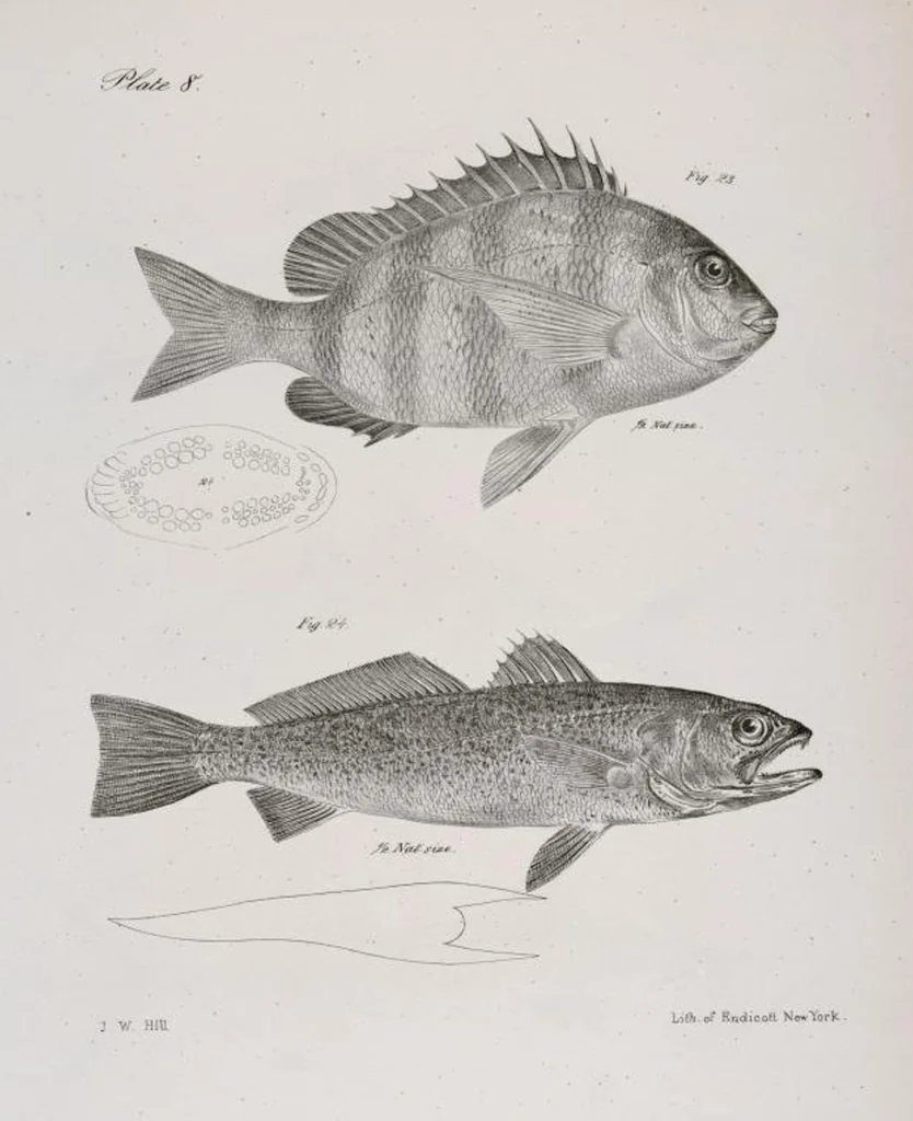 An illustration from Zoology of New York; or, The New York fauna [Series: Natural history of New York], 1842, leaf 209