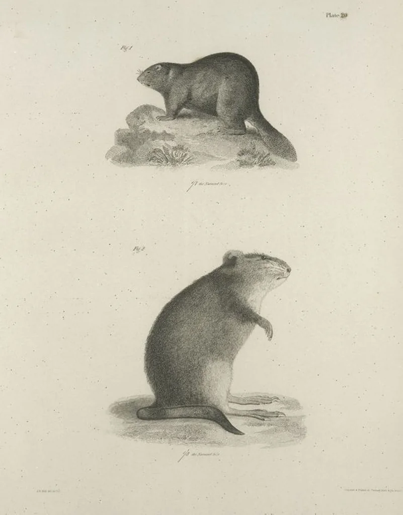 An illustration from Zoology of New York; or, The New York fauna [Series: Natural history of New York], 1842, leaf 21