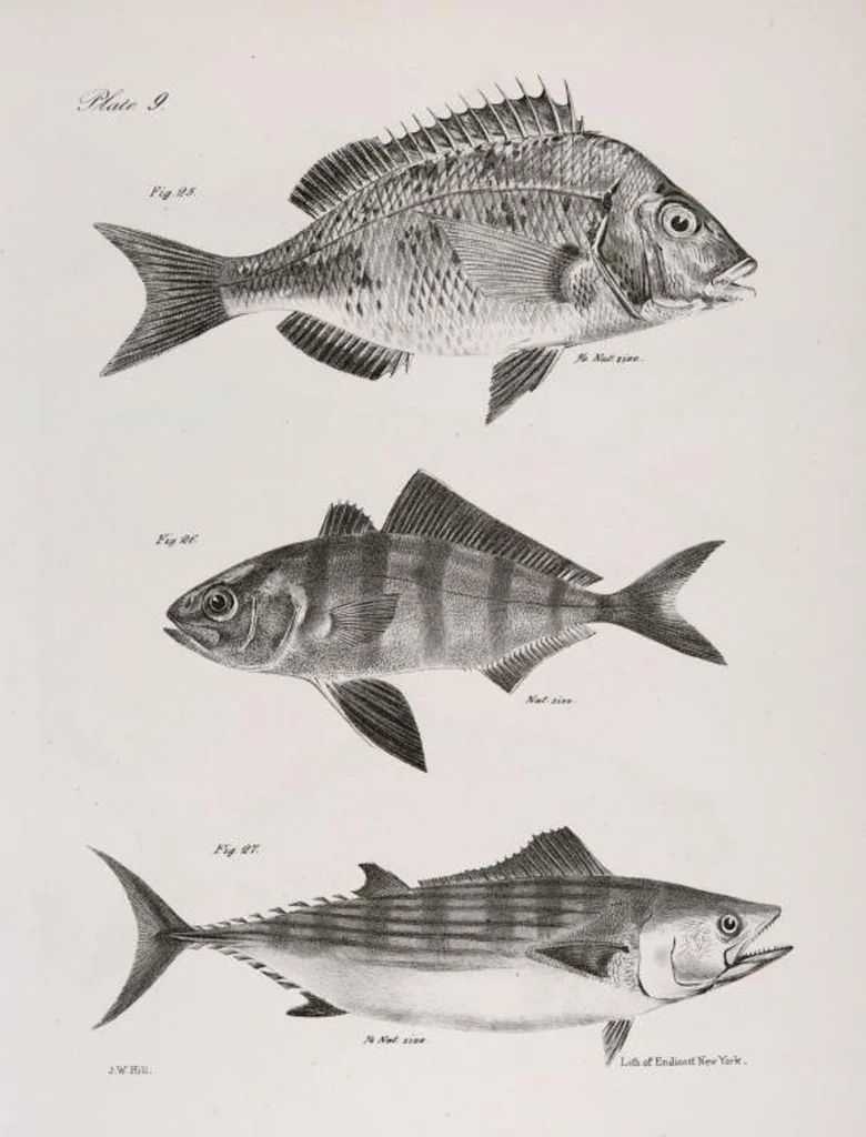 An illustration from Zoology of New York; or, The New York fauna [Series: Natural history of New York], 1842, leaf 210