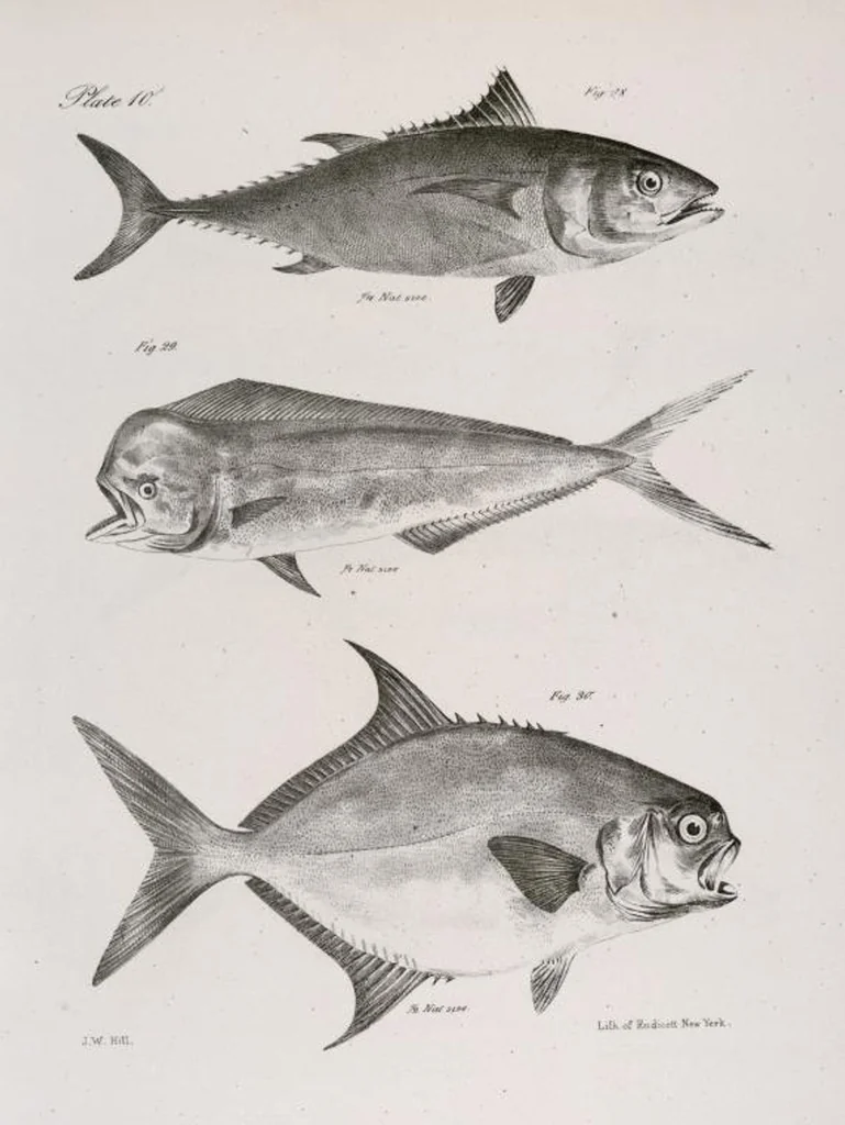 An illustration from Zoology of New York; or, The New York fauna [Series: Natural history of New York], 1842, leaf 211
