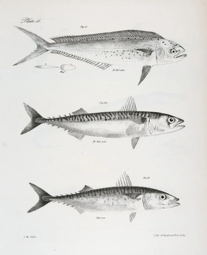 An illustration from Zoology of New York; or, The New York fauna [Series: Natural history of New York], 1842, leaf 212