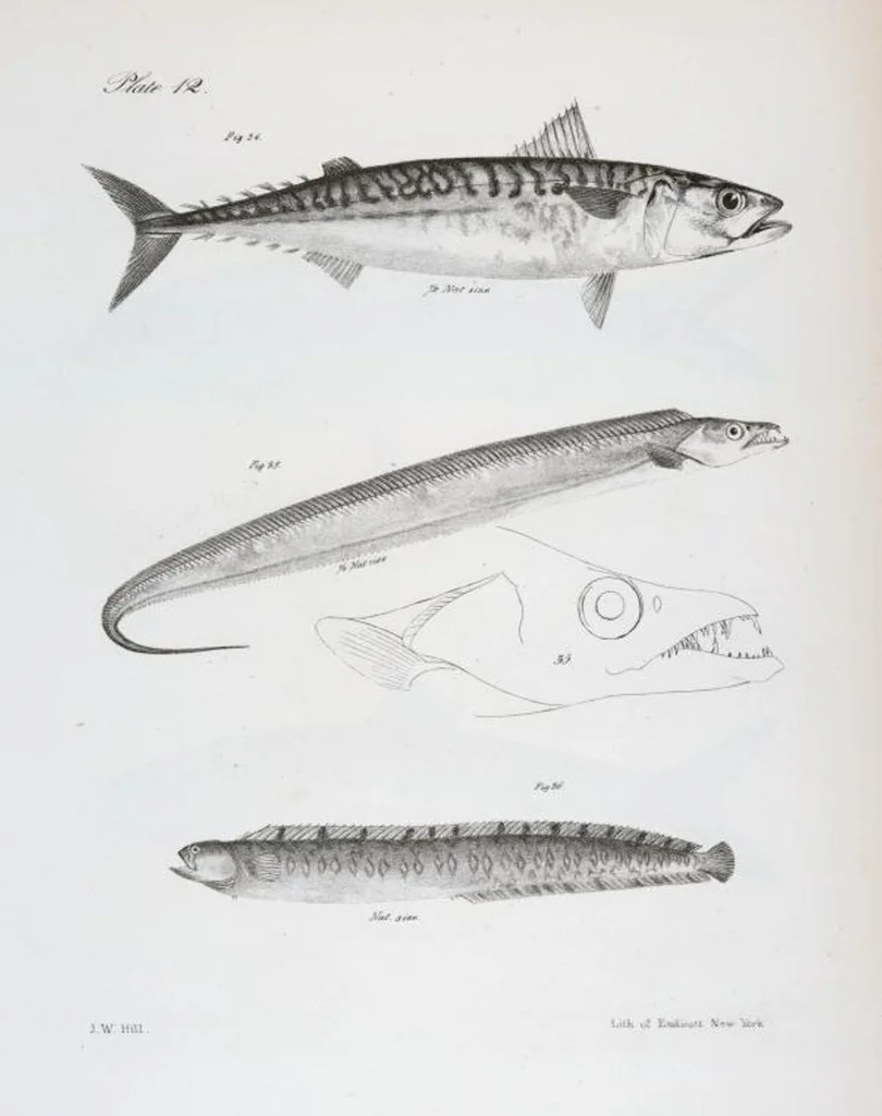 An illustration from Zoology of New York; or, The New York fauna [Series: Natural history of New York], 1842, leaf 213