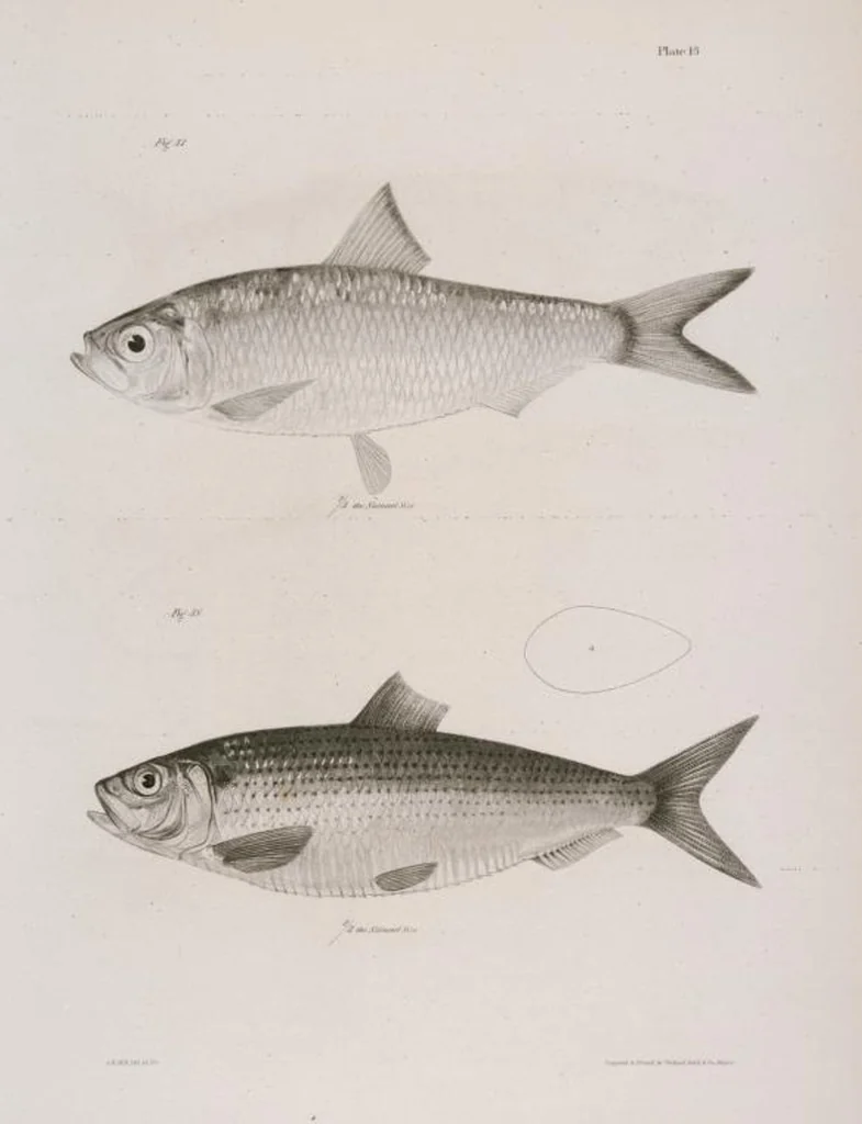 An illustration from Zoology of New York; or, The New York fauna [Series: Natural history of New York], 1842, leaf 214