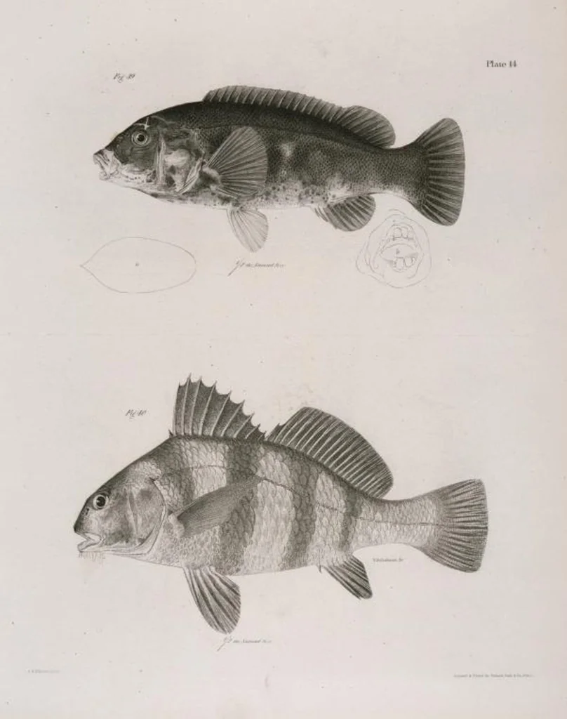 An illustration from Zoology of New York; or, The New York fauna [Series: Natural history of New York], 1842, leaf 215