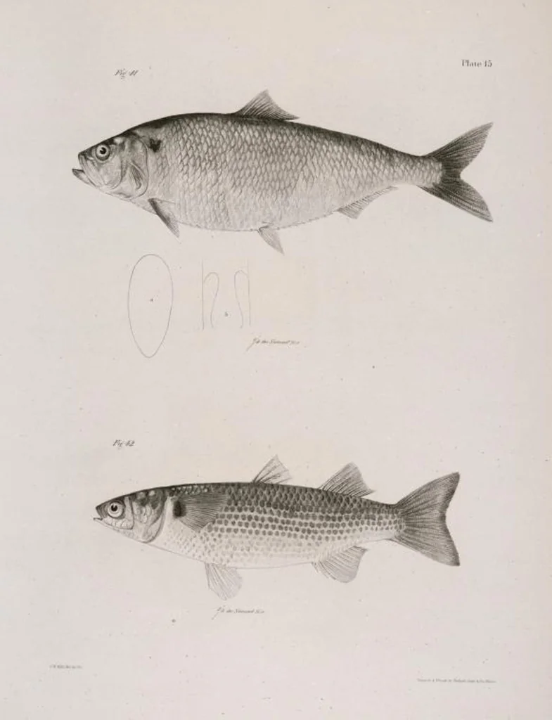 An illustration from Zoology of New York; or, The New York fauna [Series: Natural history of New York], 1842, leaf 216